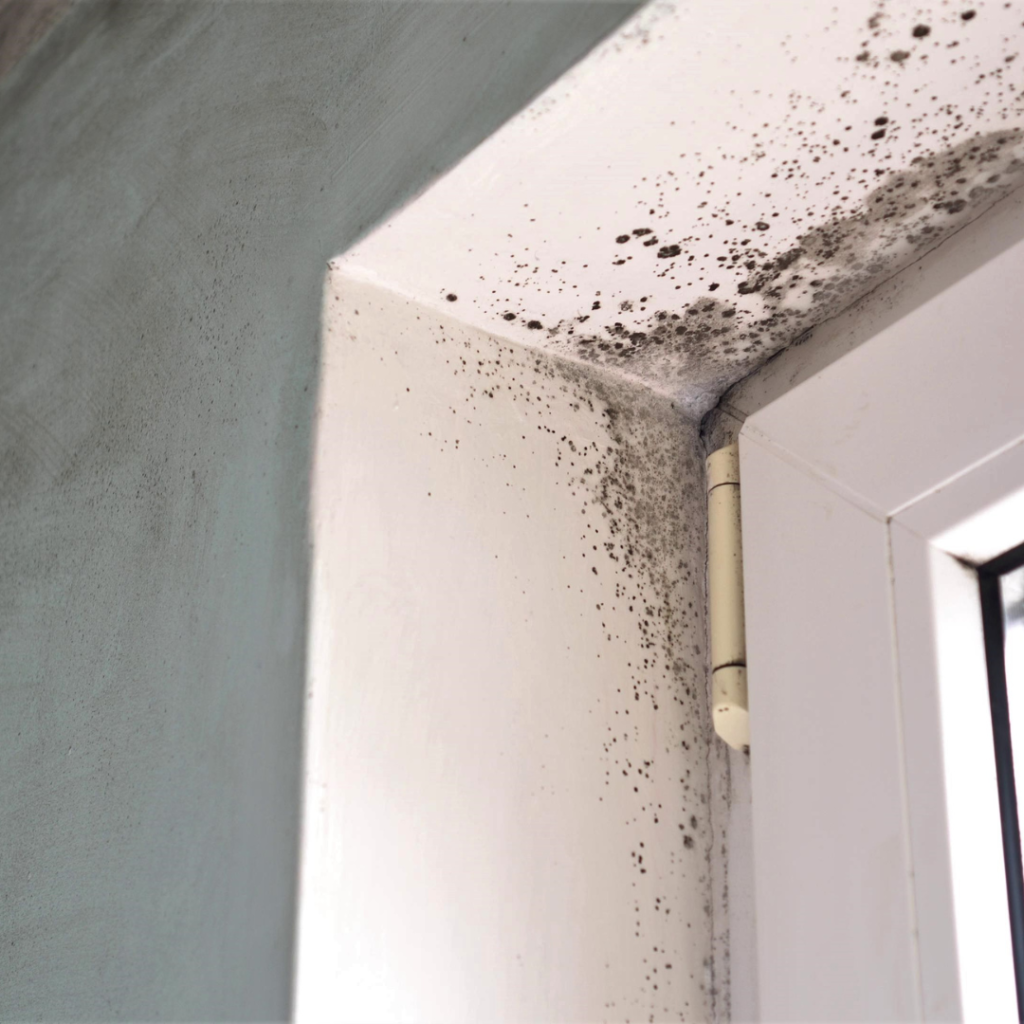 mould on a window frame