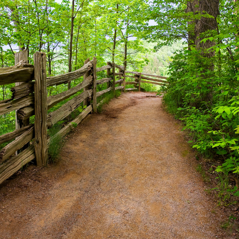 wooded path lined with a fence and trees