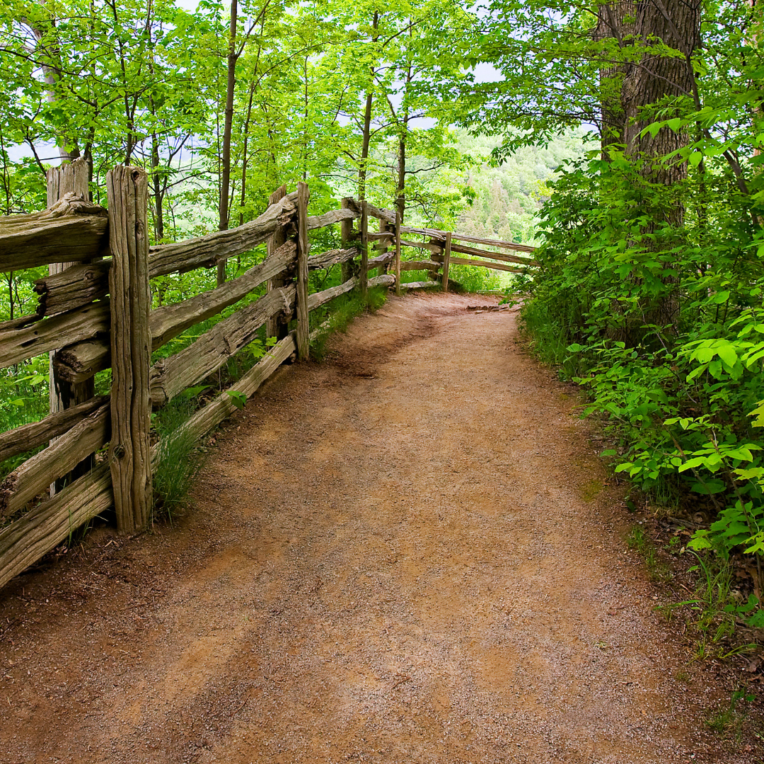 wooded path lined with a fence and trees